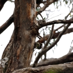 Ptilonorhynchus violaceus at Ben Boyd National Park - 20 Dec 2023