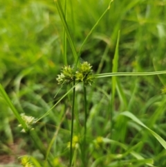 Carex inversa (Knob Sedge) at Braidwood, NSW - 30 Dec 2023 by MatthewFrawley