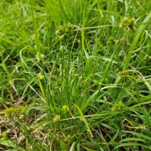 Carex inversa at QPRC LGA - 31 Dec 2023 10:46 AM