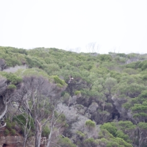 Haliaeetus leucogaster at Ben Boyd National Park - 20 Dec 2023