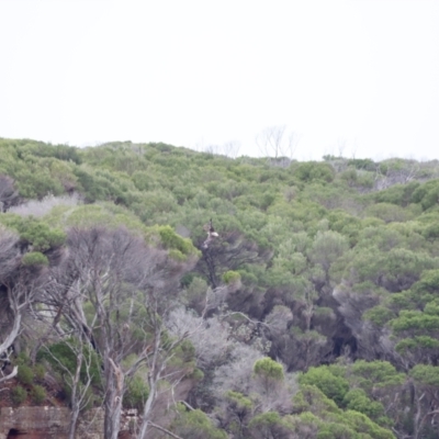 Haliaeetus leucogaster (White-bellied Sea-Eagle) at Green Cape, NSW - 20 Dec 2023 by JimL