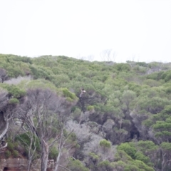 Haliaeetus leucogaster (White-bellied Sea-Eagle) at Green Cape, NSW - 20 Dec 2023 by JimL