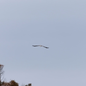 Haliaeetus leucogaster at Ben Boyd National Park - 20 Dec 2023