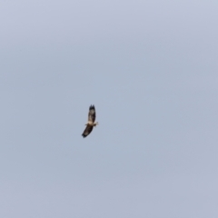 Haliaeetus leucogaster at Beowa National Park - 20 Dec 2023 12:56 PM