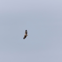 Haliaeetus leucogaster at Ben Boyd National Park - 20 Dec 2023