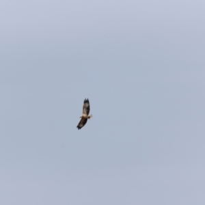 Haliaeetus leucogaster at Ben Boyd National Park - 20 Dec 2023