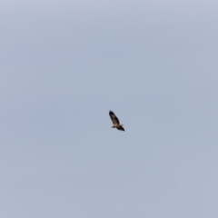 Haliaeetus leucogaster at Beowa National Park - 20 Dec 2023 12:56 PM