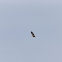 Haliaeetus leucogaster at Ben Boyd National Park - 20 Dec 2023