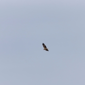 Haliaeetus leucogaster at Ben Boyd National Park - 20 Dec 2023