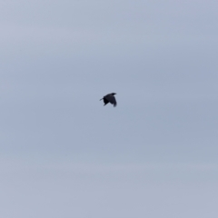 Corvus coronoides at Beowa National Park - 20 Dec 2023 12:57 PM