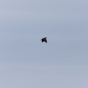 Corvus coronoides at Ben Boyd National Park - 20 Dec 2023