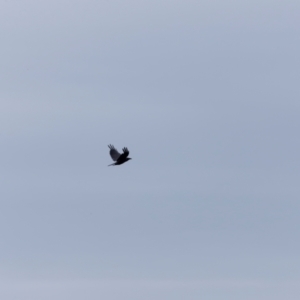 Corvus coronoides at Beowa National Park - 20 Dec 2023 12:57 PM