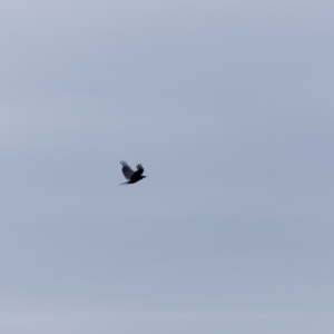 Corvus coronoides at Ben Boyd National Park - 20 Dec 2023