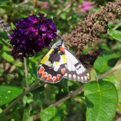 Delias aganippe (Spotted Jezebel) at QPRC LGA - 31 Dec 2023 by MatthewFrawley