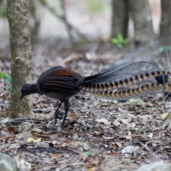 Menura novaehollandiae at Beowa National Park - 20 Dec 2023 02:13 PM