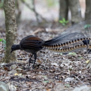 Menura novaehollandiae at Beowa National Park - 20 Dec 2023 02:13 PM