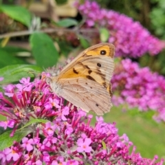 Heteronympha merope at QPRC LGA - 31 Dec 2023