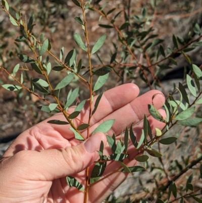 Acacia buxifolia subsp. buxifolia (Box-leaf Wattle) at Wongarbon, NSW - 31 Dec 2023 by Darcy