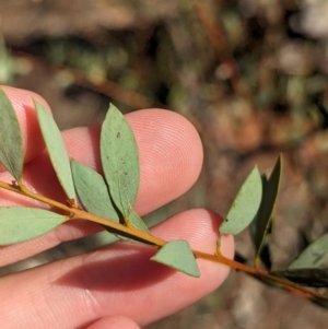 Acacia buxifolia subsp. buxifolia at Wongarbon, NSW - 31 Dec 2023