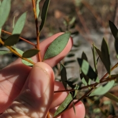 Acacia buxifolia subsp. buxifolia at Wongarbon, NSW - 31 Dec 2023 04:36 PM