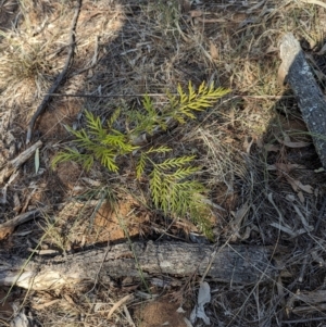 Grevillea robusta at Wongarbon, NSW - 31 Dec 2023