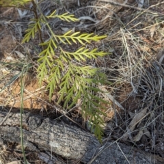 Grevillea robusta at Wongarbon, NSW - 31 Dec 2023