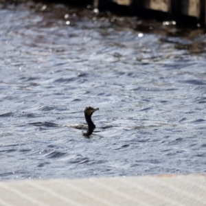 Phalacrocorax carbo at Mallacoota, VIC - 18 Dec 2023 08:45 AM
