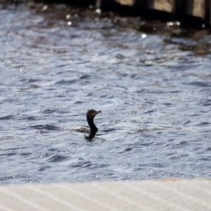 Phalacrocorax carbo at Mallacoota, VIC - 18 Dec 2023