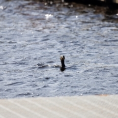 Phalacrocorax carbo at Mallacoota, VIC - 18 Dec 2023 08:45 AM