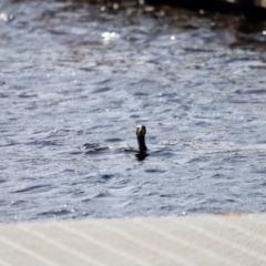 Phalacrocorax carbo at Mallacoota, VIC - 18 Dec 2023