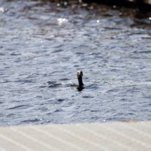 Phalacrocorax carbo at Mallacoota, VIC - 18 Dec 2023 08:45 AM