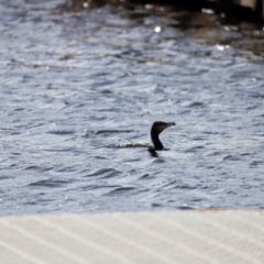 Phalacrocorax carbo at Mallacoota, VIC - 18 Dec 2023