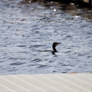 Phalacrocorax carbo at Mallacoota, VIC - 18 Dec 2023 08:45 AM