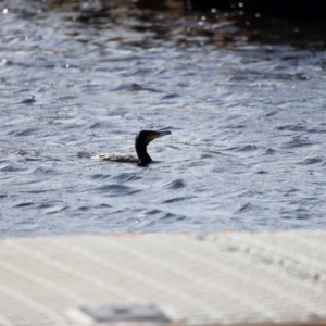 Phalacrocorax carbo at Mallacoota, VIC - 18 Dec 2023 08:45 AM