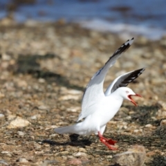 Chroicocephalus novaehollandiae (Silver Gull) at Mallacoota, VIC - 18 Dec 2023 by JimL