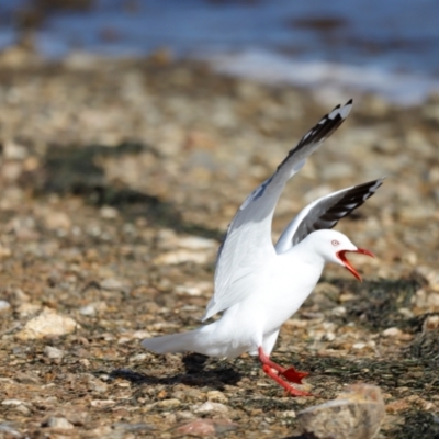 Chroicocephalus novaehollandiae (Silver Gull) at Mallacoota, VIC - 18 Dec 2023 by JimL