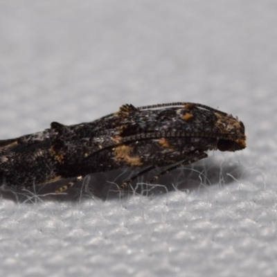 Epermeniidae (family) (Fringe tufted (Shark) moths) at QPRC LGA - 31 Dec 2023 by DianneClarke