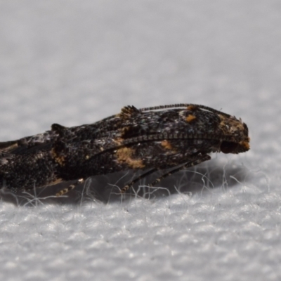 Epermeniidae (family) (Fringe tufted moths) at Jerrabomberra, NSW - 31 Dec 2023 by DianneClarke