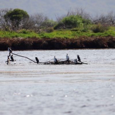 Microcarbo melanoleucos (Little Pied Cormorant) at Mallacoota, VIC - 18 Dec 2023 by JimL