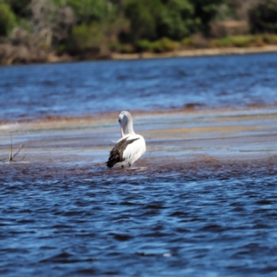 Pelecanus conspicillatus (Australian Pelican) at Mallacoota, VIC - 17 Dec 2023 by JimL