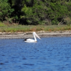 Pelecanus conspicillatus at Mallacoota, VIC - 18 Dec 2023