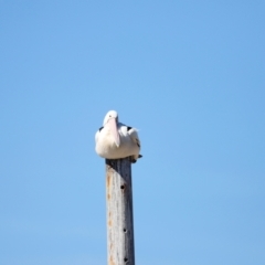 Pelecanus conspicillatus at Mallacoota, VIC - 18 Dec 2023