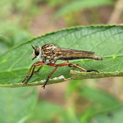 Asilinae sp. (subfamily) (Unidentified asiline Robberfly) at QPRC LGA - 31 Dec 2023 by MatthewFrawley