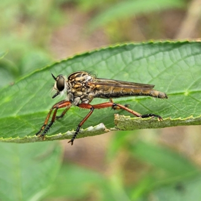 Unidentified Robber fly (Asilidae) at Braidwood, NSW - 31 Dec 2023 by MatthewFrawley