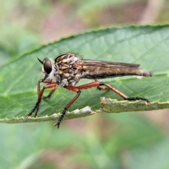 Asilinae sp. (subfamily) at QPRC LGA - 31 Dec 2023 04:57 PM