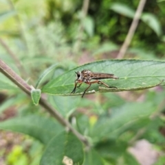 Asilinae sp. (subfamily) at QPRC LGA - 31 Dec 2023