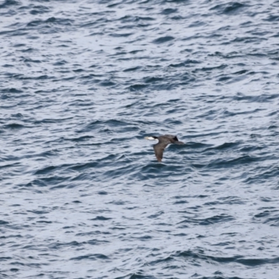 Microcarbo melanoleucos (Little Pied Cormorant) at Green Cape, NSW - 18 Dec 2023 by JimL