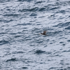Microcarbo melanoleucos at Beowa National Park - 18 Dec 2023 05:17 PM