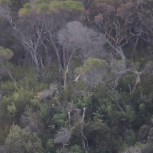 Haliaeetus leucogaster at Ben Boyd National Park - 18 Dec 2023 06:03 PM