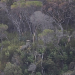 Haliaeetus leucogaster at Ben Boyd National Park - 18 Dec 2023 06:03 PM